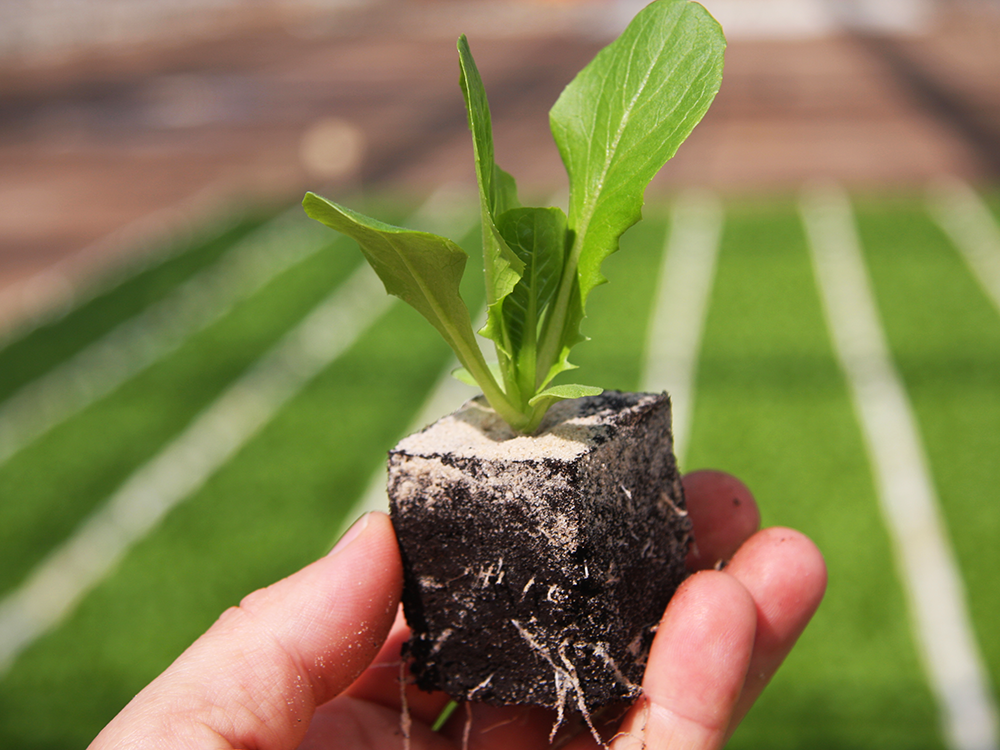 Hand hält einen kleinen Salatsetzling mit Wurzeln und Erde in einem quadratischen Erdballen.