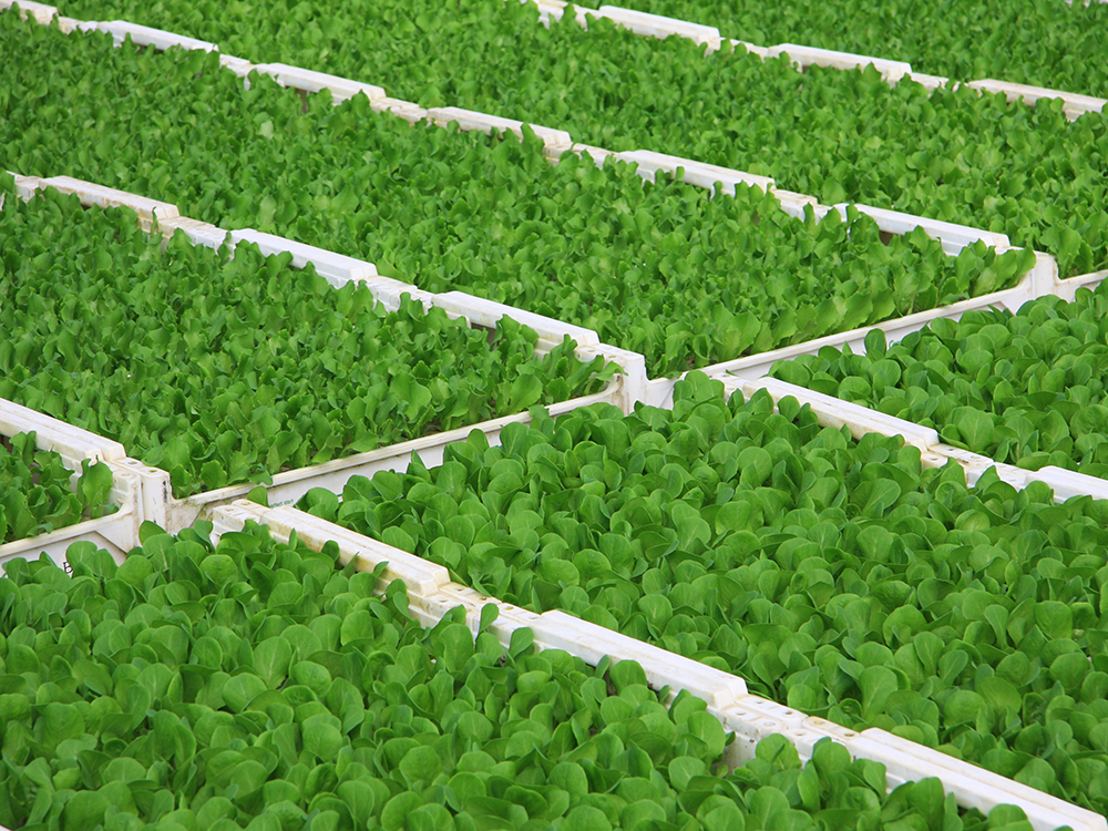 Mehrere Reihen von Jungpflanzen mit grünen Blättern in rechteckigen Anzuchtbehältern, angeordnet in parallelen Linien.