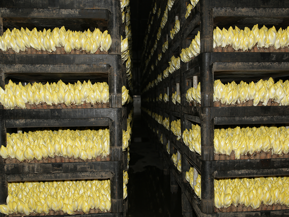 Mehrere hohe Regale mit vielen gelb-weißen Chicorée-Köpfen, die in Reihen angeordnet sind.