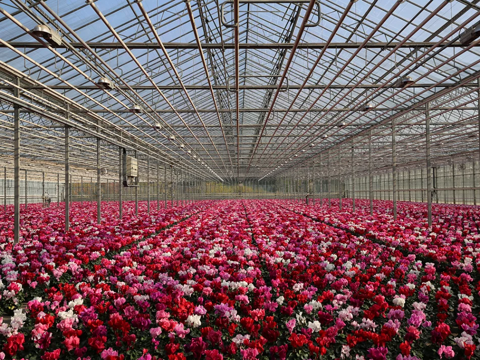 Großes Gewächshaus mit Reihen von Jungpflanzen, hauptsächlich Alpenveilchen in verschiedenen Rosa- und Rottönen.