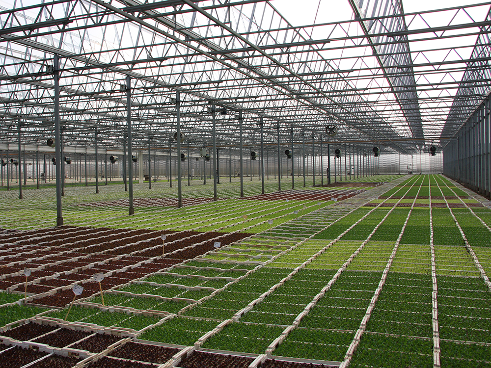 Großes Gewächshaus mit Reihen von Jungpflanzen in rechteckigen Beeten unter einem Stahlgerüstdach.