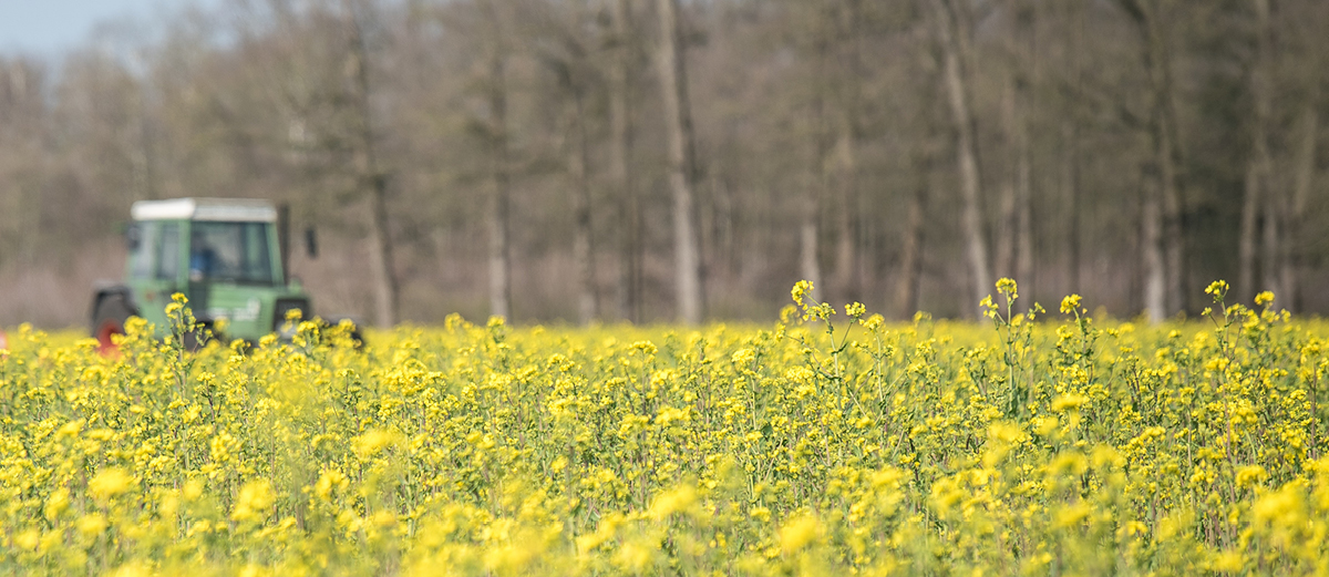 header_bilder_webseite_Karriere_gartenbau_intro_1200x521px Weitläufiges Feld mit gelb blühenden Rapsblüten, im Hintergrund ein grüner Traktor und kahle Bäume.