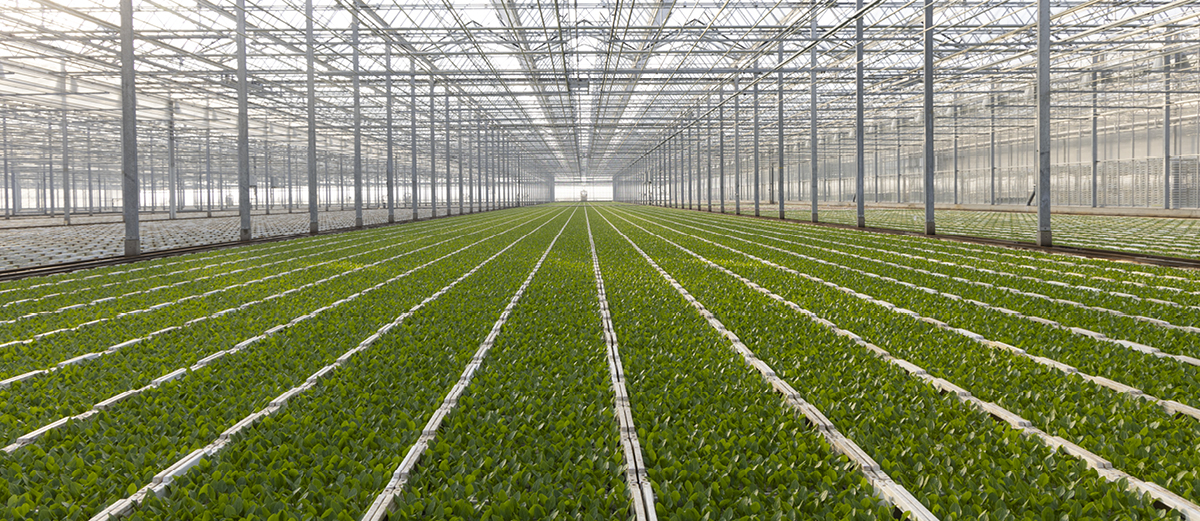 header_bilder_webseite_Karriere_jungpflanzen_intro_1200x521px Großes Gewächshaus mit vielen Reihen junger grüner Pflanzen unter transparentem Dach und Stahlträgern.