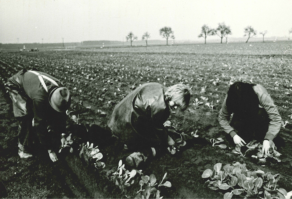 historie_bild_3_schwanteland_feld Drei Personen bücken sich auf einem Feld und ernten oder pflegen Pflanzen in Reihen, im Hintergrund Bäume und Strommasten.