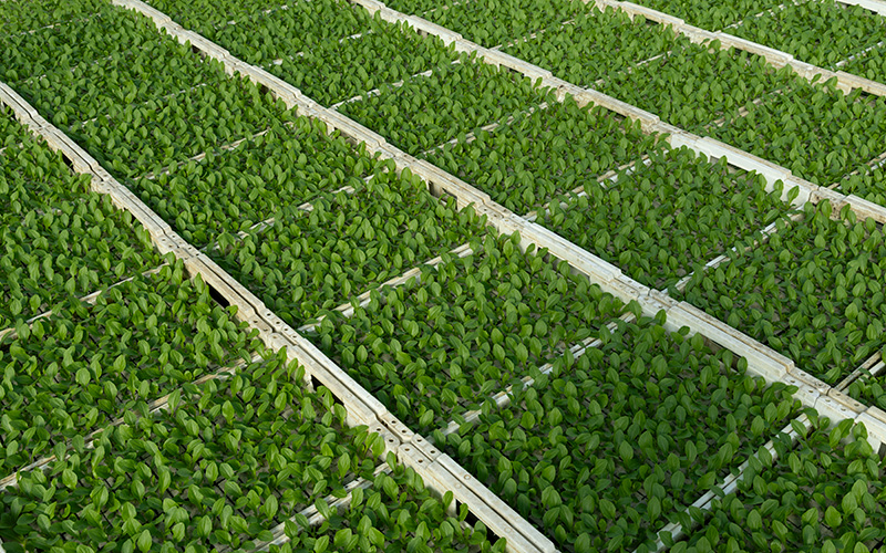 Mehrere Reihen von Jungpflanzen mit grünen Blättern in rechteckigen Anzuchtbehältern, angeordnet in parallelen Linien.