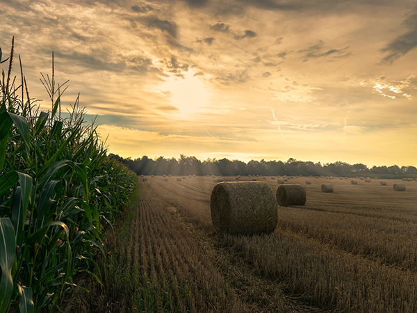 Landwirtschaftliche Fläche mit mehreren runden Strohballen auf abgeerntetem Feld und Maispflanzen am linken Bildrand bei Sonnenuntergang.