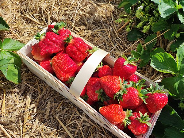 Korb mit saftigen, roten Erdbeeren, der auf einem Feld steht.