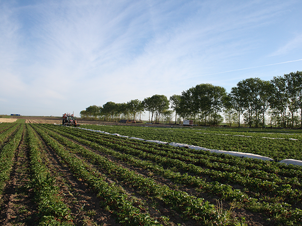 Weitläufiges Feld mit mehreren Reihen grüner Pflanzen, links ein Traktor, im Hintergrund Baumreihe unter blauem Himmel.
