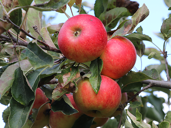 Rote Äpfel hängen an einem Ast mit grünen und teilweise braunen Blättern.