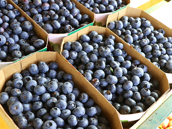 Mehrere kleine Pappschalen, gefüllt mit frischen Heidelbeeren, angeordnet in einem Muster.