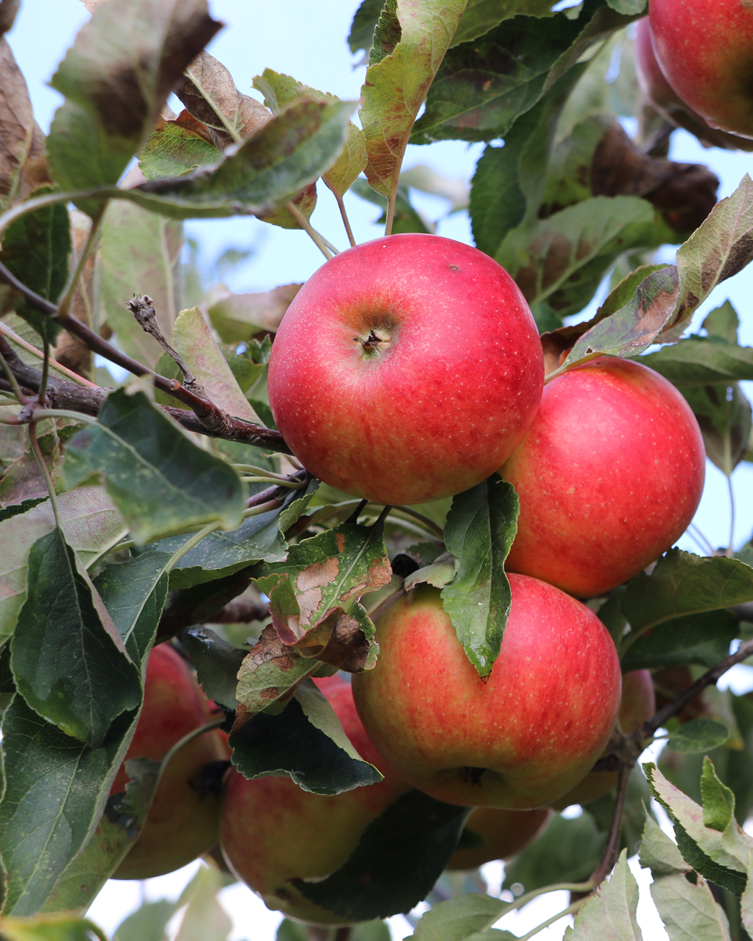 Rote Äpfel hängen an einem Ast mit grünen und teilweise braunen Blättern.