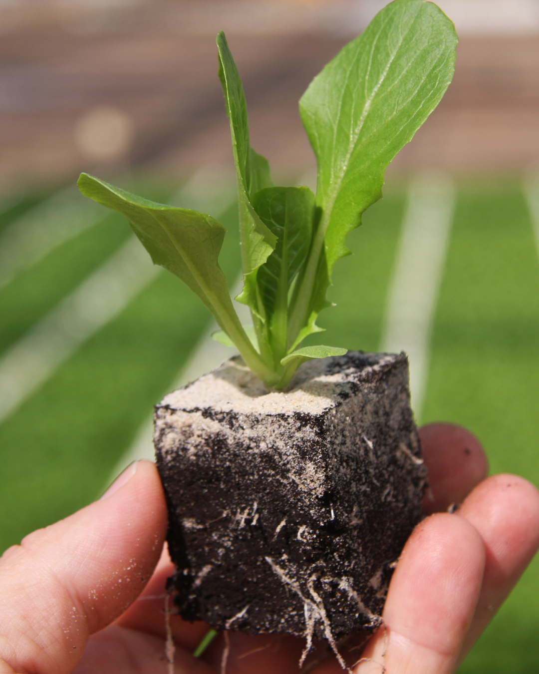 Hand hält einen kleinen Salatsetzling mit Wurzeln und Erde in einem quadratischen Erdballen.