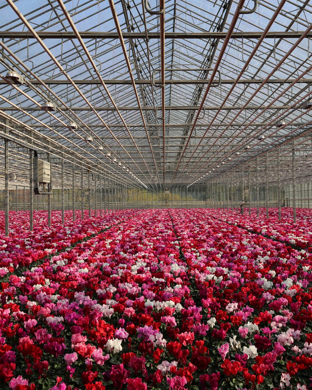 Großes Gewächshaus mit Reihen von blühenden Cyclamen in verschiedenen Rottönen und Weiß unter Glasdach mit Metallgestell.