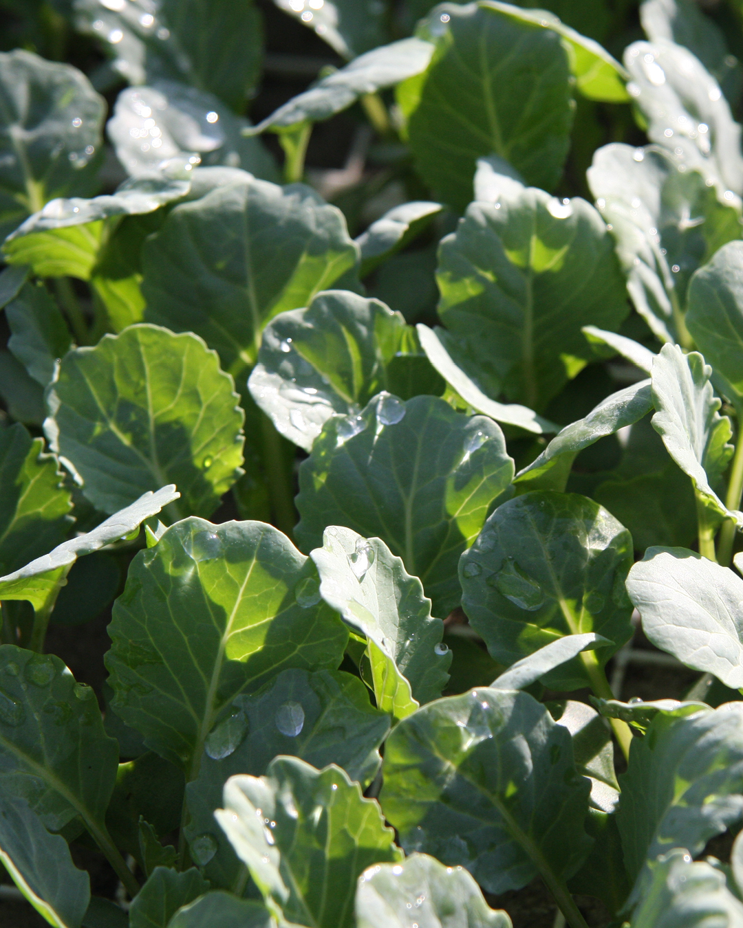 Grüne Blätter von Pflanzen mit Wassertropfen, aufgenommen bei Tageslicht.