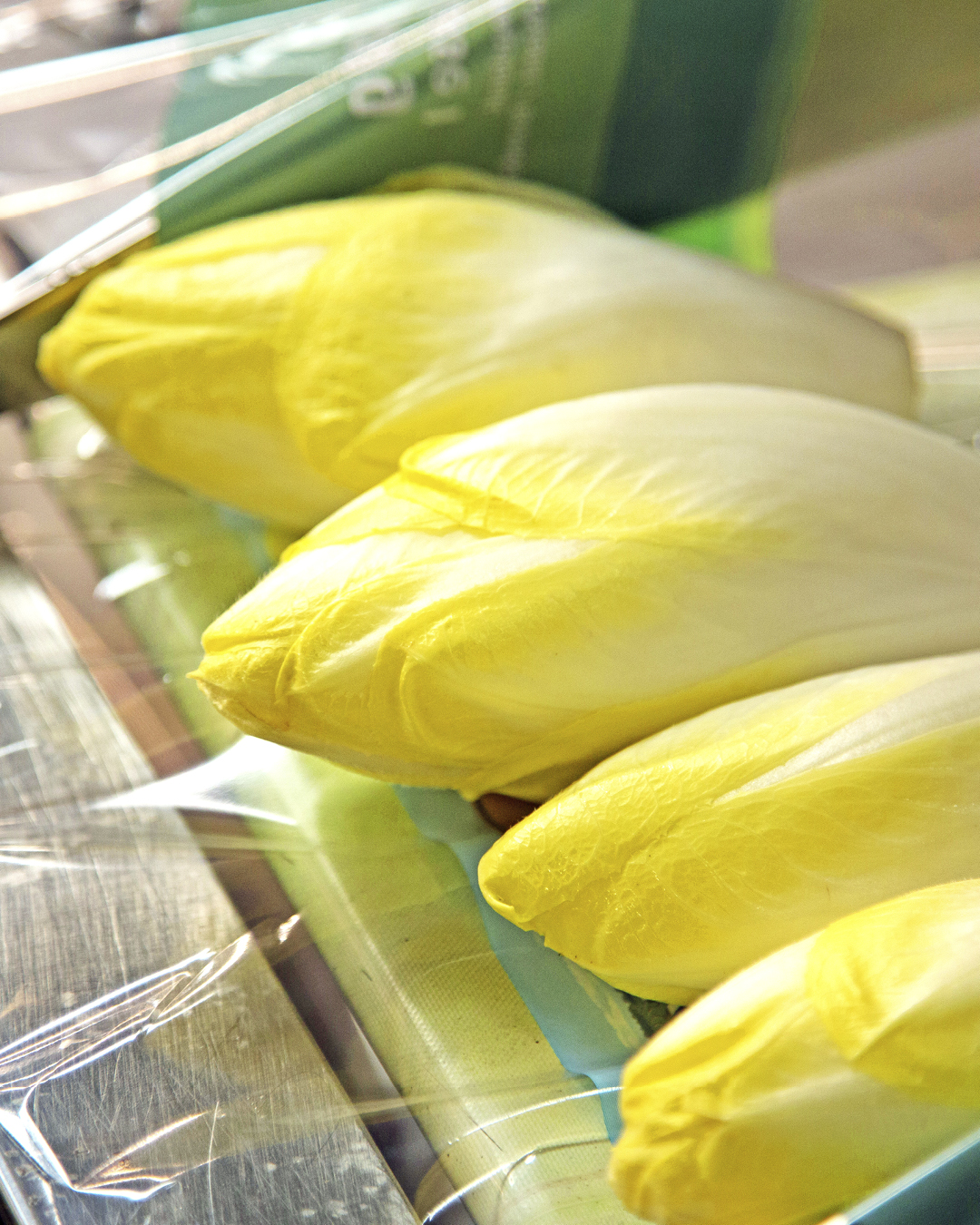 Vier gelbe Chicorée-Köpfe liegen nebeneinander auf einer Holzoberfläche, teilweise mit transparenter Folie bedeckt.